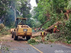 Bahayakan Pengendara, 38 Pohon di Hutan Lindung Liku Sembilan Ditebang