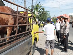 Polisi Sidoarjo Masifkan Pos Penyekatan Ternak  Antisipasi Sebaran PMK