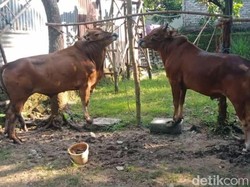 Wabah PMK Meluas di 16 Kecamatan Bangkalan, Seekor Ternak Mati