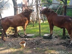 Wabah PMK Meluas di 16 Kecamatan Bangkalan, Seekor Ternak Mati Wabah PMK Meluas di 16 Kecamatan Bangkalan, Seekor Ternak Mati