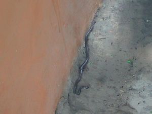 SDN 68 Parepare Kembali Diteror Ular, Diduga Anak King Cobra SDN 68 Parepare Kembali Diteror Ular, Diduga Anak King Cobra