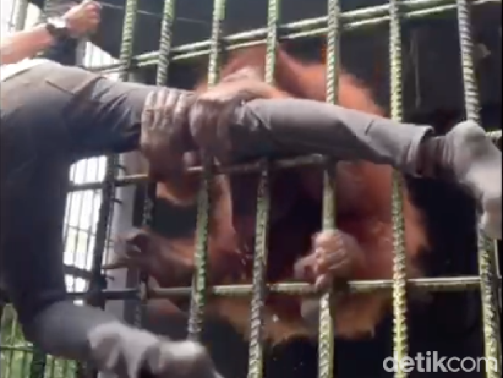Pria yang Viral Ditarik Orang Utan di Kebun Binatang Langgar Aturan Pria yang Viral Ditarik Orang Utan di Kebun Binatang Langgar Aturan