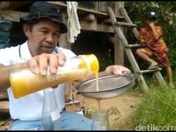 ASN di Mamasa Budidayakan Lebah Trigona, Raup Jutaan Rupiah Tiap Bulan