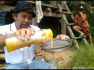 ASN di Mamasa Budidayakan Lebah Trigona, Raup Jutaan Rupiah Tiap Bulan ASN di Mamasa Budidayakan Lebah Trigona, Raup Jutaan Rupiah Tiap Bulan