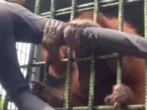 6 Hal tentang Pria Viral Ditarik Orang Utan Berujung Penyesalan 6 Hal tentang Pria Viral Ditarik Orang Utan Berujung Penyesalan
