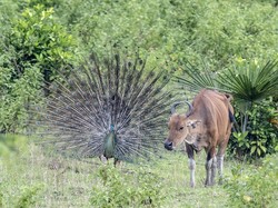 Populasi Hewan di Bumi Terus Menurun dan Terancam Punah, Apa Sebabnya?