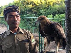 Kisah Anwar Penjaga Elang Laut Bermata Satu di TWA Gunung Tunak
