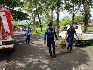 Damkar Ciamis Evakuasi Lutung Jawa yang Resahkan Warga