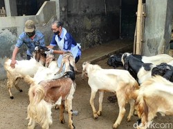 Syarat Penjualan Hewan Ternak Kabupaten Kediri di Tengah Wabah PMK