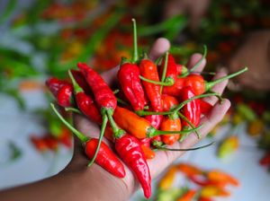 Jelang Imlek, Harga Cabai Rawit Merah di Palembang Masih Rp 75 Ribu per Kg Jelang Imlek, Harga Cabai Rawit Merah di Palembang Masih Rp 75 Ribu per Kg