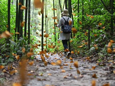 Jutaan Kupu-kupu Menari di Lembah Yunnan China, Seru Minta Ampun