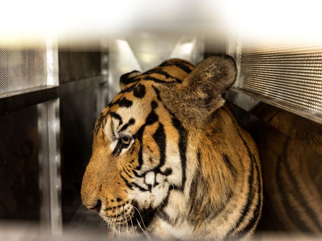 Harimau Sumatera Muncul di Seluma, 6 Hewan Ternak Tewas Dimangsa