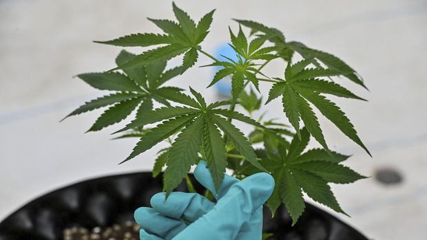 A staff holds a cannabis plant at the Government Pharmaceuticals Organisation (GPO) medicinal marijuana greenhouse outside Chon Buri, south of Bangkok on October 8, 2020. (Photo by Mladen ANTONOV / AFP)