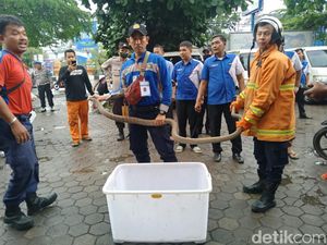 Jabar Hari Ini: Heboh Ular Kobra hingga Update Piala Presiden di GBLA Jabar Hari Ini: Heboh Ular Kobra hingga Update Piala Presiden di GBLA