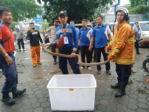 Momen Evakuasi King Kobra yang Lepas dari Paket Pengiriman di Cirebon