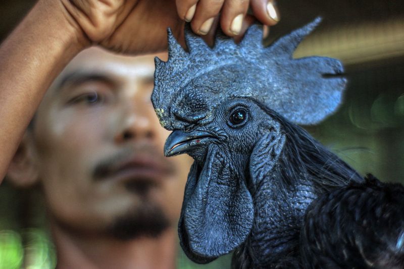 Beternak ayam cemani jadi salah satu peluang usaha yang cukup menjanjikan. Seperti peternak di Bogor ini yang raup cuan jutaa rupiah dari penjualan ayam cemani.