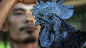 Nih Ayam Cemani, Si Hitam Legam yang Laku Hingga Jutaan Rupiah