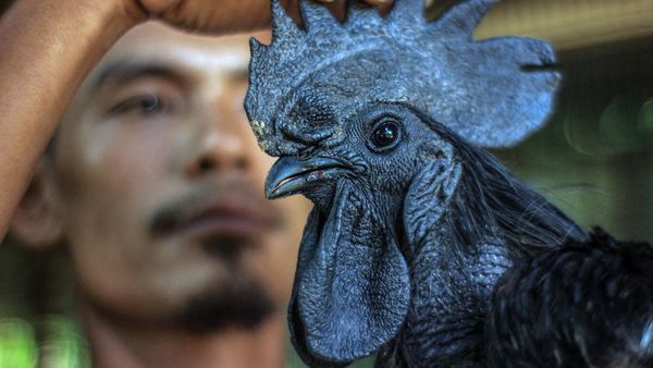 Nih Ayam Cemani, Si Hitam Legam yang Laku Hingga Jutaan Rupiah