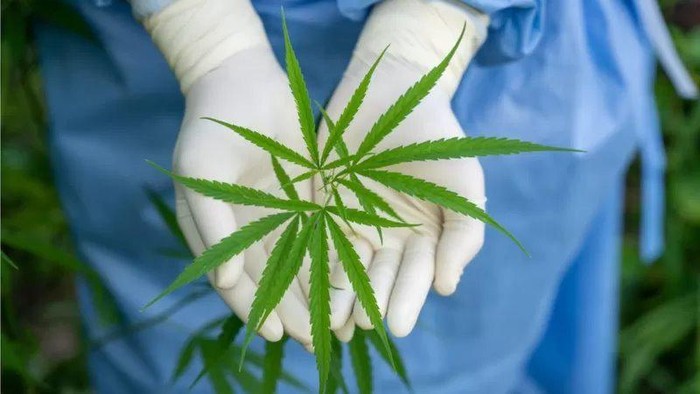 Legalisasi ganja: Rakyat Thailand dapat tanam mariyuana di rumah mulai 9 Juni, tetapi tidak diisap untuk giting Legalisasi ganja: Rakyat Thailand dapat tanam mariyuana di rumah mulai 9 Juni, tetapi tidak diisap untuk giting