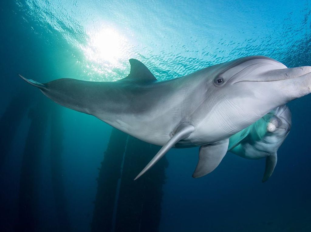 Terungkap! Lumba-lumba di Laut Merah Menggunakan Karang untuk Mengobati Infeksi Kulit