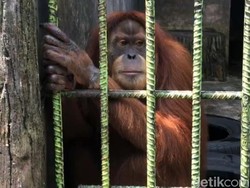 Orang Utan Tarik Pengunjung Kebun Binatang, Ini Fakta-fakta Kejadiannya