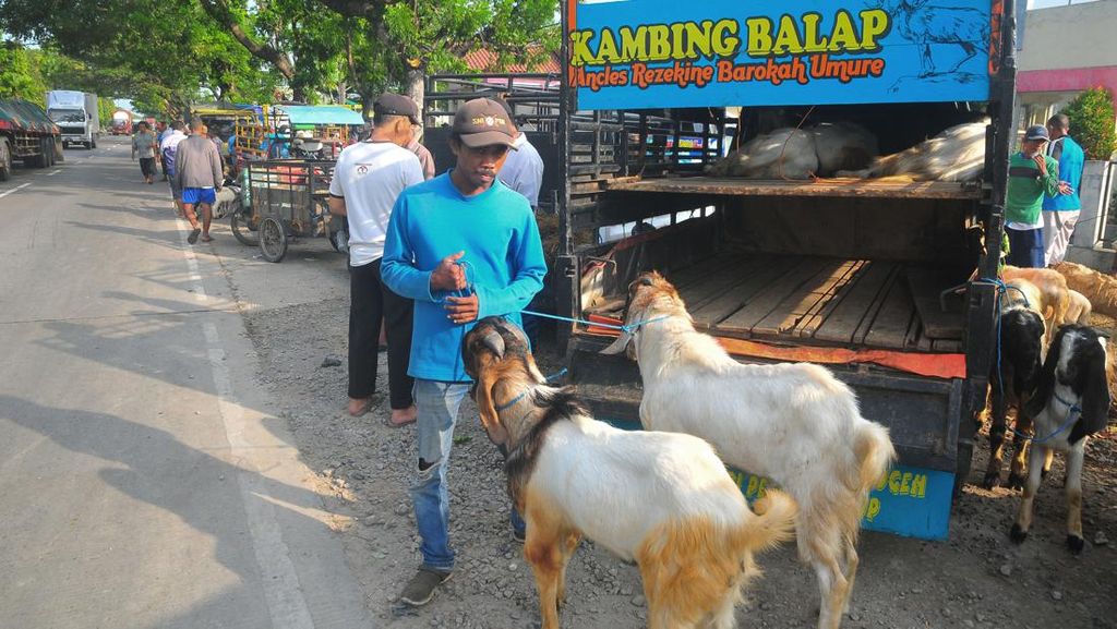 Pasar Hewan Ditutup, Pedagang Jual Kambing di Pinggir Jalan
