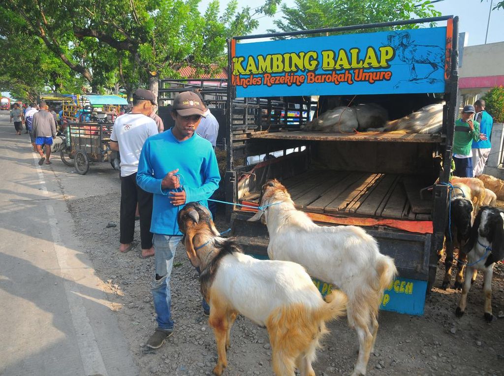 Pasar Hewan Ditutup, Pedagang Jual Kambing di Pinggir Jalan Pasar Hewan Ditutup, Pedagang Jual Kambing di Pinggir Jalan