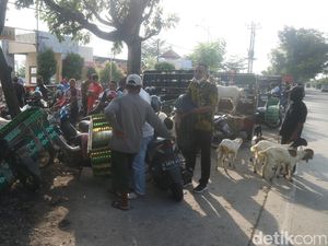 Pasar Hewan Kudus Ditutup, Pedagang Nekat Tetap Jualan di Pinggir Jalan