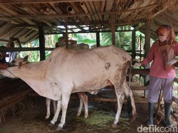 Vaksin Mendarat, Vaksinasi PMK Dikebut Sambut Idul Adha