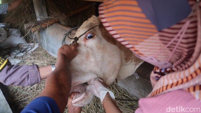 Pemeriksaan sapi di kelompok ternak sapi Sidodadi, Pedukuhan Krajan, Kalurahan Poncosari, Kapanewon Srandakan, Bantul, Rabu (8/6/2022).