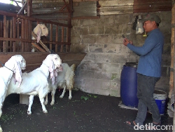 Pasar Hewan Ditutup Imbas Wabah PMK, Peternak Lumajang Jualan Online
