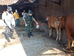 Upaya Kesembuhan Sapi Terjangkit PMK di Banyuwangi Terus Dikebut