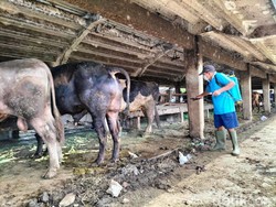 Penjual Diminta Tidak Jual Hewan Kurban dari Daerah Wabah PMK