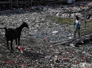 Pesisir Jakarta Dikepung Tumpukan Sampah Pesisir Jakarta Dikepung Tumpukan Sampah