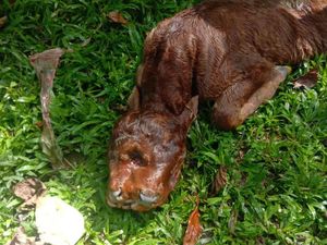 Heboh Sapi Bermata 3 Lahir di Sinjai, Begini Faktanya