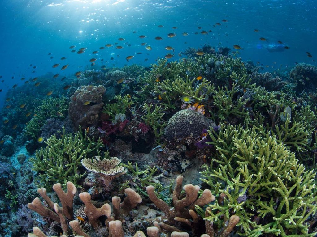 Mengapa Air Laut Berwarna Biru? Ternyata Ini Alasannya Mengapa Air Laut Berwarna Biru? Ternyata Ini Alasannya