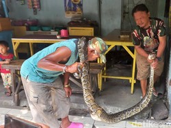 Hii... Ular Sepaha Orang Dewasa Gegerkan Warkop Dekat Mes Persela
