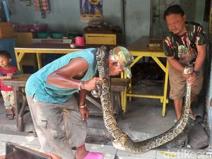 Hii... Ular Sepaha Orang Dewasa Gegerkan Warkop Dekat Mes Persela Hii... Ular Sepaha Orang Dewasa Gegerkan Warkop Dekat Mes Persela