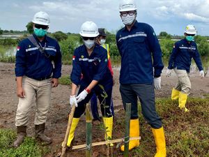 Aksi Tanam Pohon Bakau-Ketapang di Hari Lingkungan Hidup Sedunia