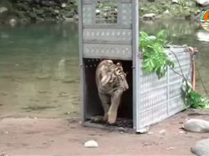 Hari Lingkungan Hidup, KLHK Lepasliarkan Dua Harimau Sumatra Hari Lingkungan Hidup, KLHK Lepasliarkan Dua Harimau Sumatra