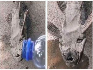 Hiii! Lele Zombie Hidup Lagi Setelah Kena Air