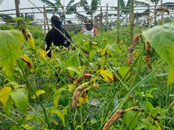 Petani Cabai di Bogor Gagal Panen Gegara Tanaman Diserang Patek