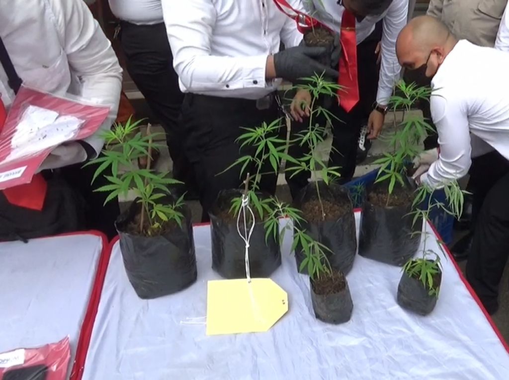 Polisi Bongkar Ladang Penanaman Ganja di Dekat GT Cikopo Polisi Bongkar Ladang Penanaman Ganja di Dekat GT Cikopo