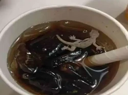 Iyuh! Pria Ini Temukan Bangka Cicak di Minuman Pesanannya