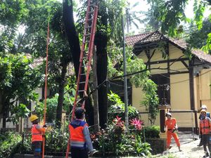 Mitigasi Cuaca Ekstrem, 6 Pohon Tua di Sukabumi Dipangkas