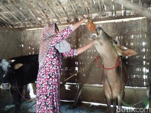 Ramuan Warga Sampang Ini Diklaim Manjur Obati Sapi Terjangkit PMK