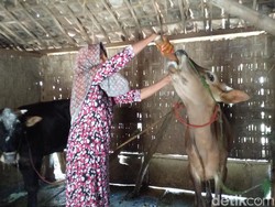 Ramuan Warga Sampang Ini Diklaim Manjur Obati Sapi Terjangkit PMK