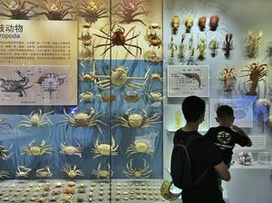 Sejarah dan Tema Hari Laut Sedunia 2024, Diperingati Tiap 8 Juni Sejarah dan Tema Hari Laut Sedunia 2024, Diperingati Tiap 8 Juni