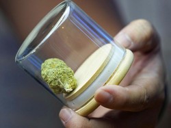 6 Anak di Thailand Dirawat Usai Alami Efek Samping Ganja