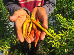 Waduh, Petani-Nelayan di Indonesia Terdampak Cuaca Tak Menentu